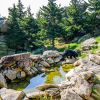 Black bear in Grandfather Mountain Wildlife Habitat on sunny day with trees and rocks and pond