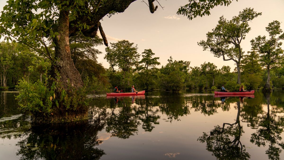 Two couples canoeing through Merchants Millpond State Park  surrounded by trees