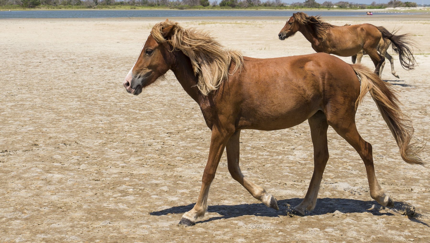 Shackleford Banks Wild Horses