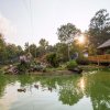 Green pond with birds floating in it with wood observation deck to the right, all surrounded by trees